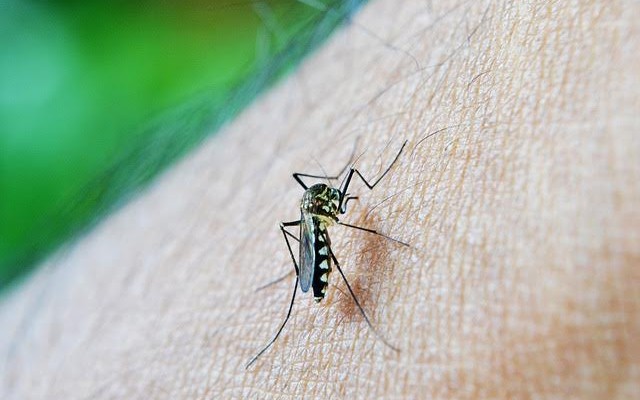 Hipolabor ensina: saiba como identificar os sintomas da dengue