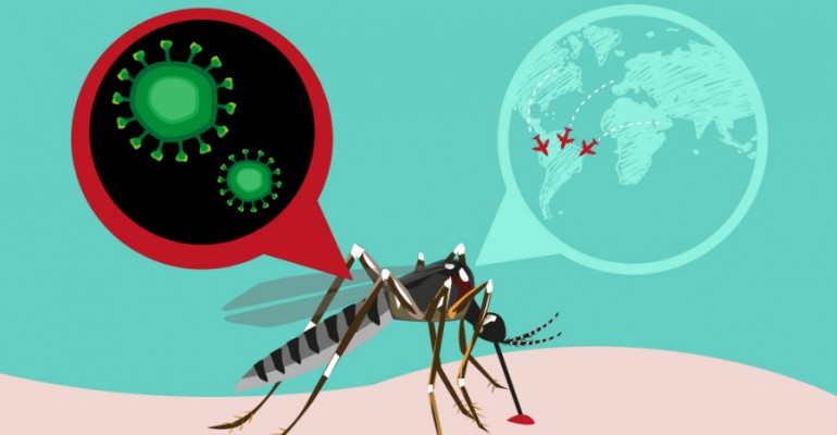 Hipolabor ensina: como evitar a formação de foco de mosquito